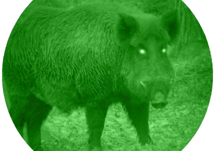How Night Vision Goggles Can Improve Your Hunt